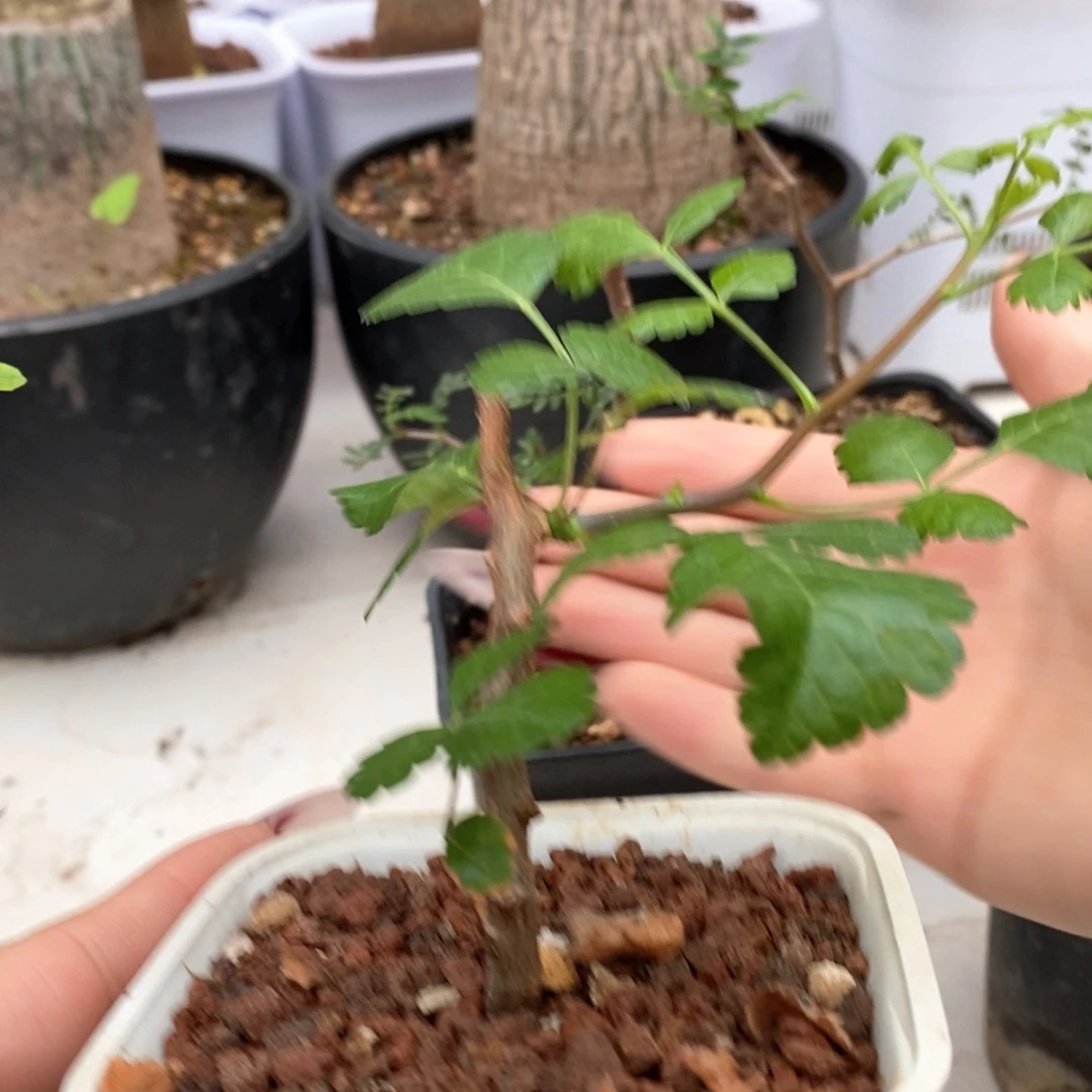 阿皮纳特裂榄带盆发货