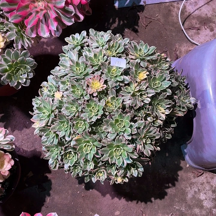 多肉植物甜茶00683
