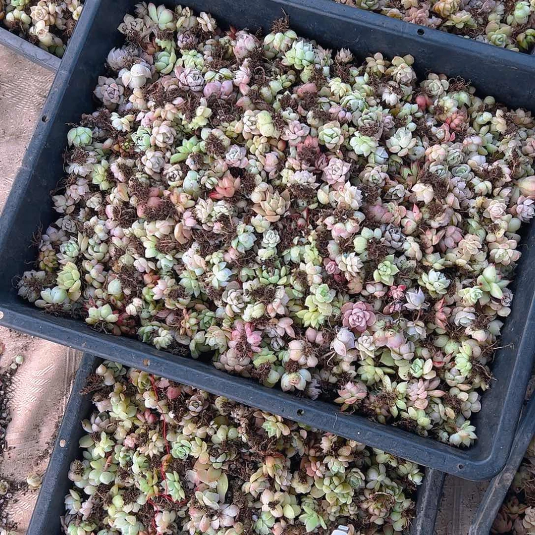 小卡拉蜜保底100颗饭盒装量拍