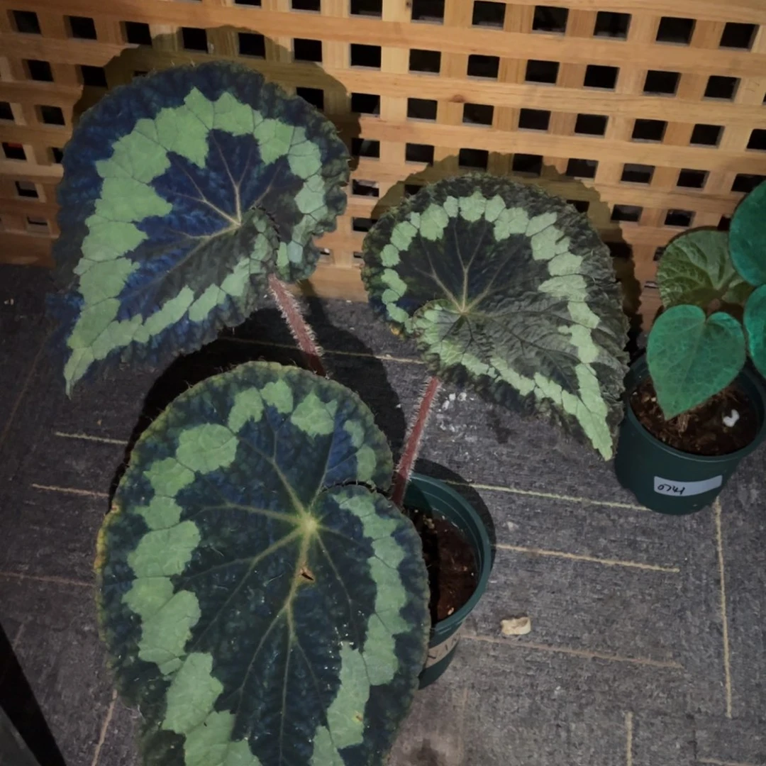 无花朵0186原生大王叶损优惠