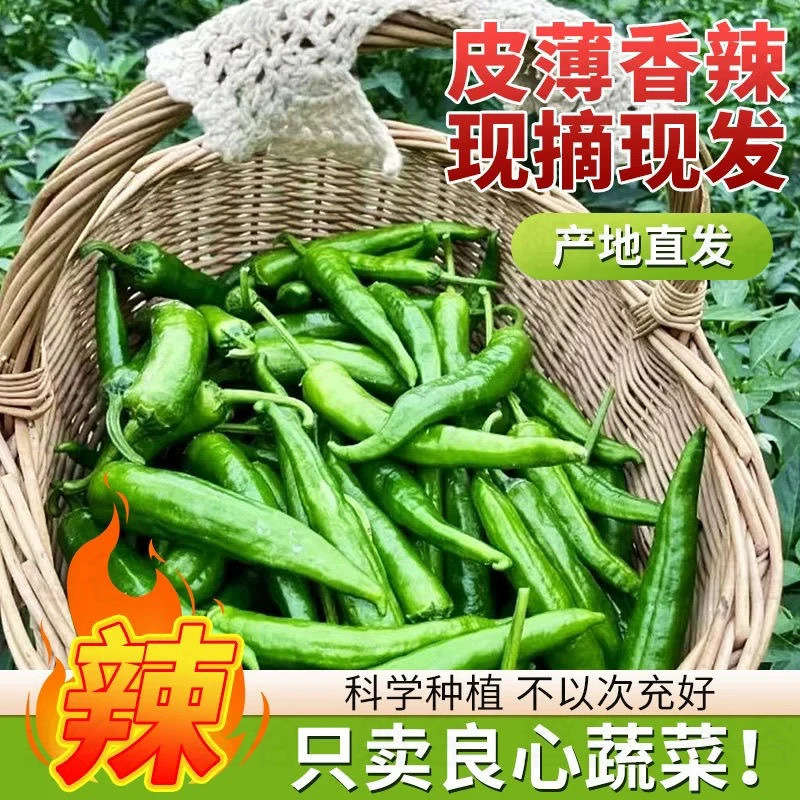 产地直发露天辣椒现摘新鲜青辣椒中辣羊角椒新鲜辣椒鲜椒辣椒新鲜