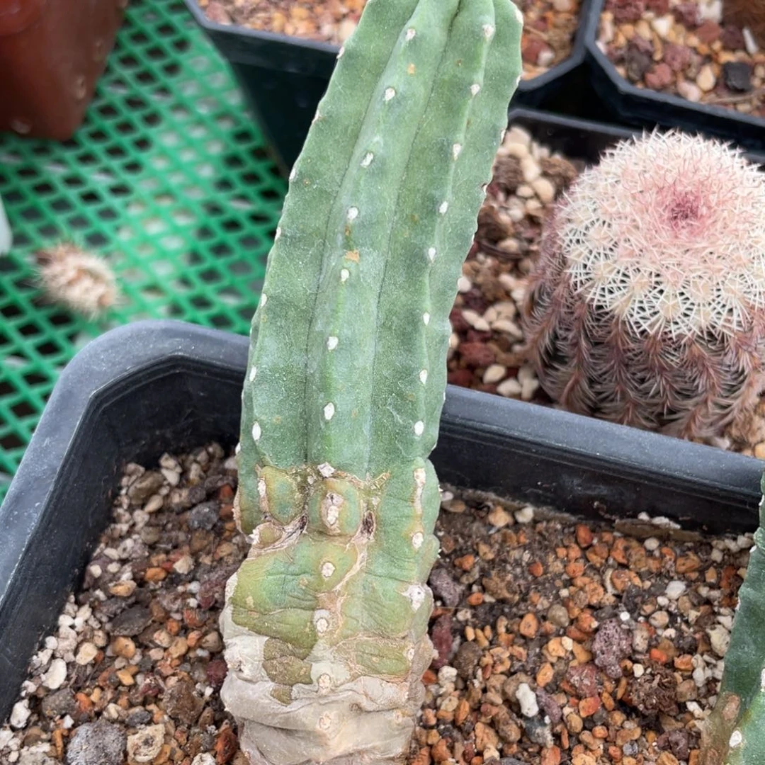 鹿角柱实生仙人球明鬼虾