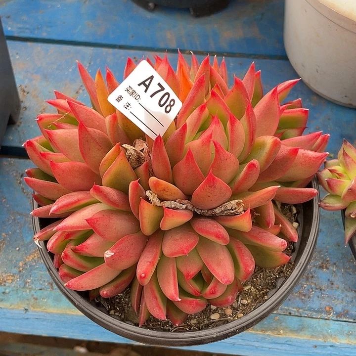 若如东云单拍A708