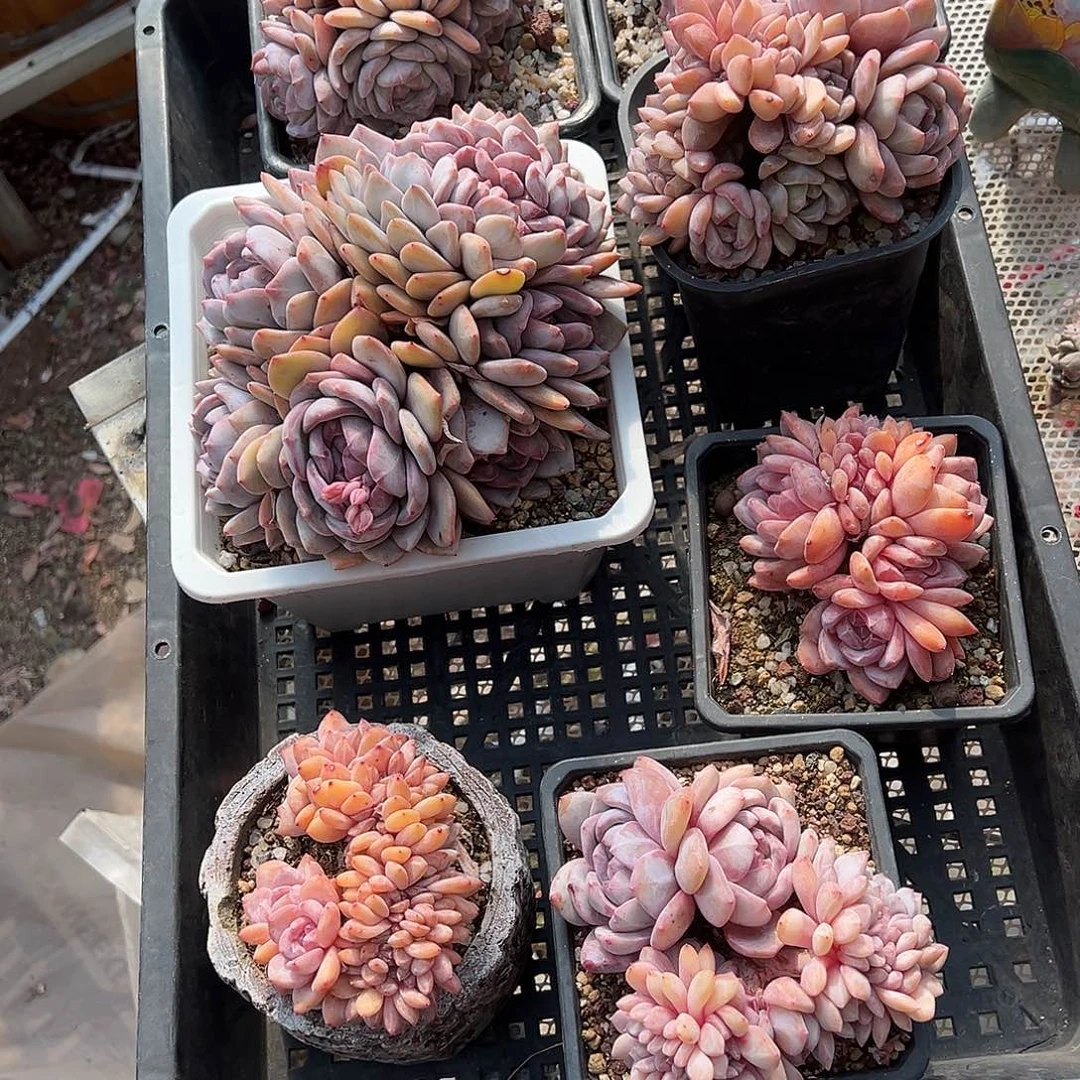 龘*7颗多肉植物包邮