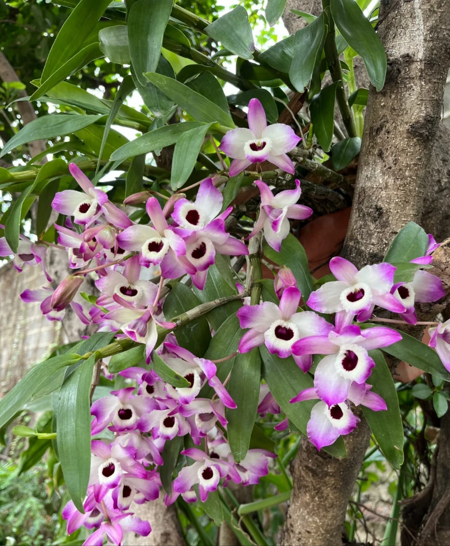 金钗石斛兰紫粉色花绿植观赏花卉易存活奶香花香