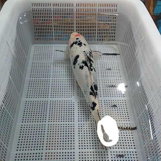 海水鱼锦鲤冷水鱼好养活