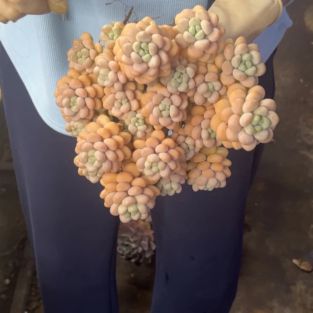 洛可可一颗一单包邮