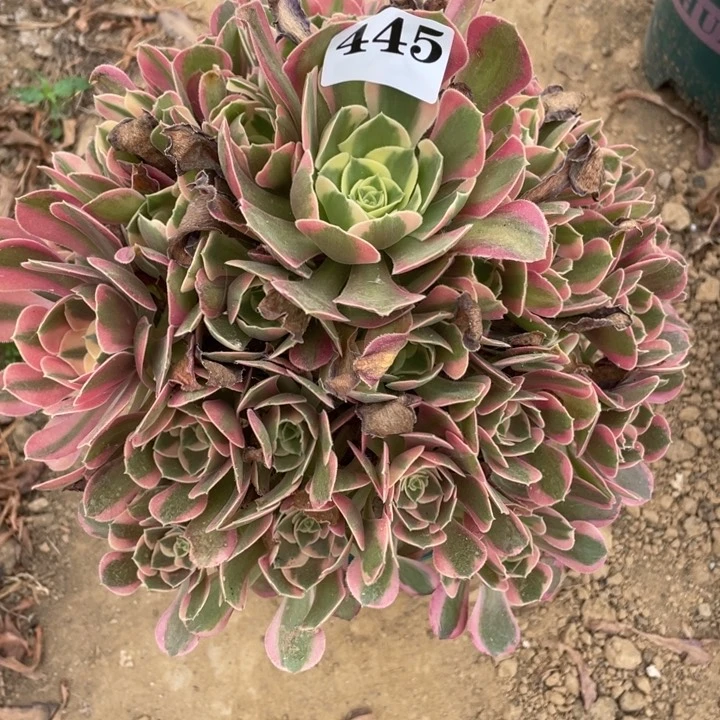 无花朵445多肉植物妖月