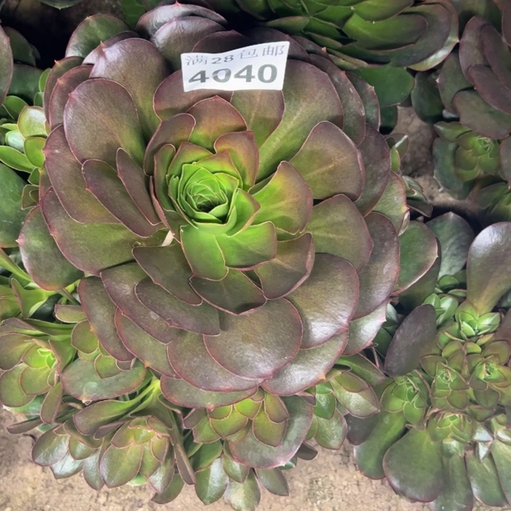 4040魅金玫瑰锦多肉植物