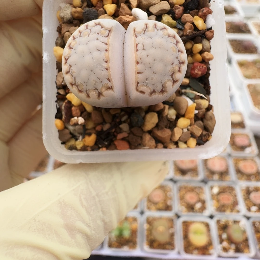 多肉植物福利肉锥