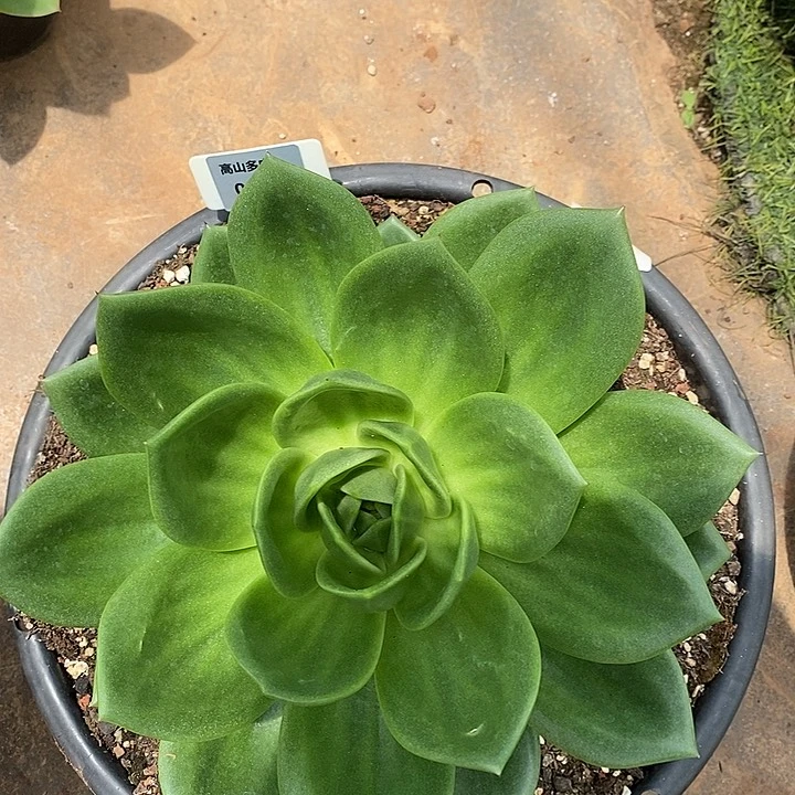 57直播福利翠花26