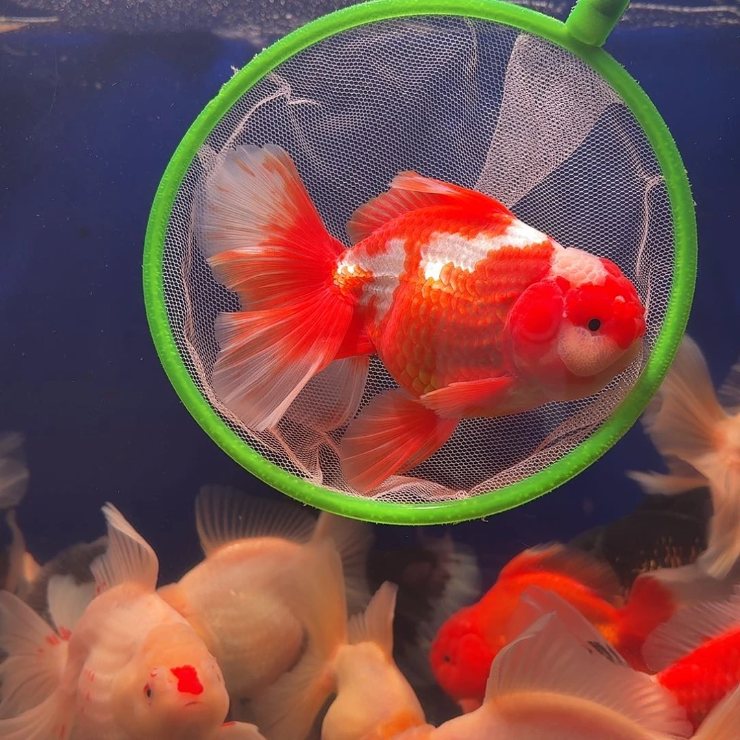 海水鱼两个加热包