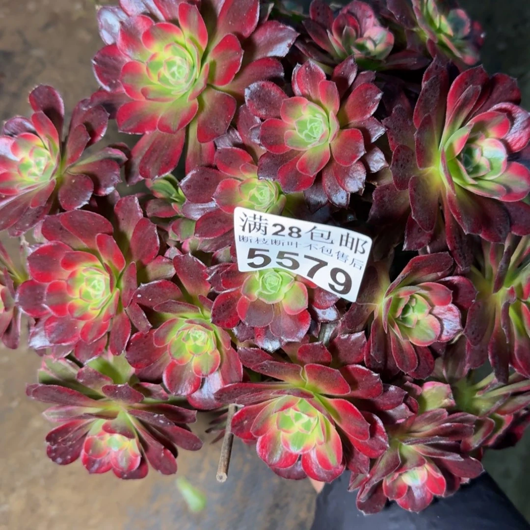 5579安娜多肉植物