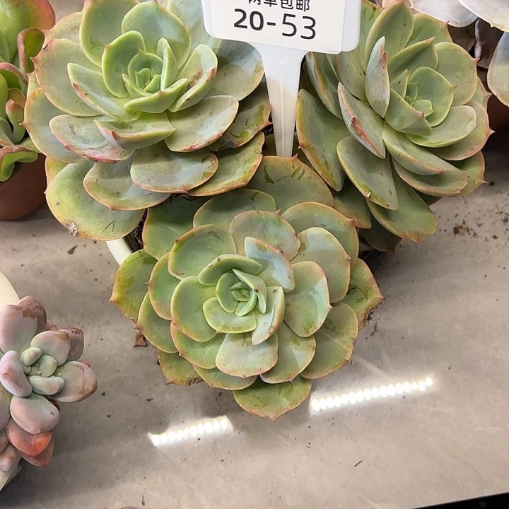 ****脚多肉植物组合盆栽53