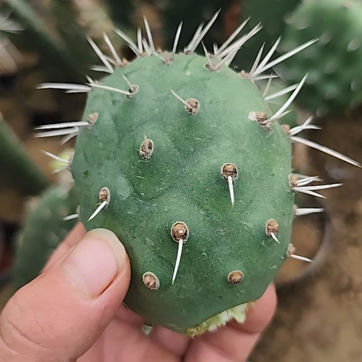 胖子硫磺仙人掌侧芽