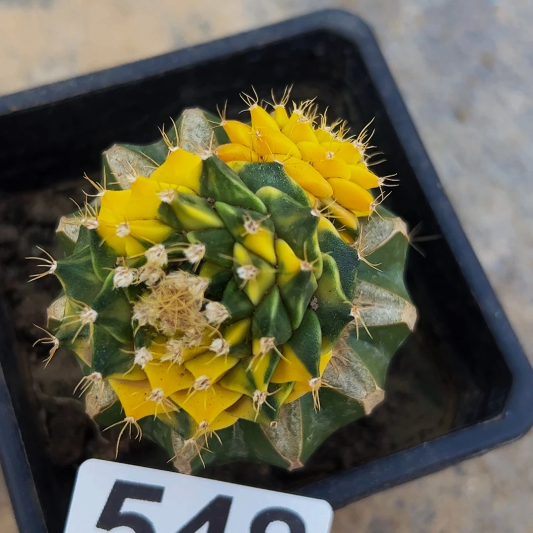 无花朵福利苗接双头帝冠锦548