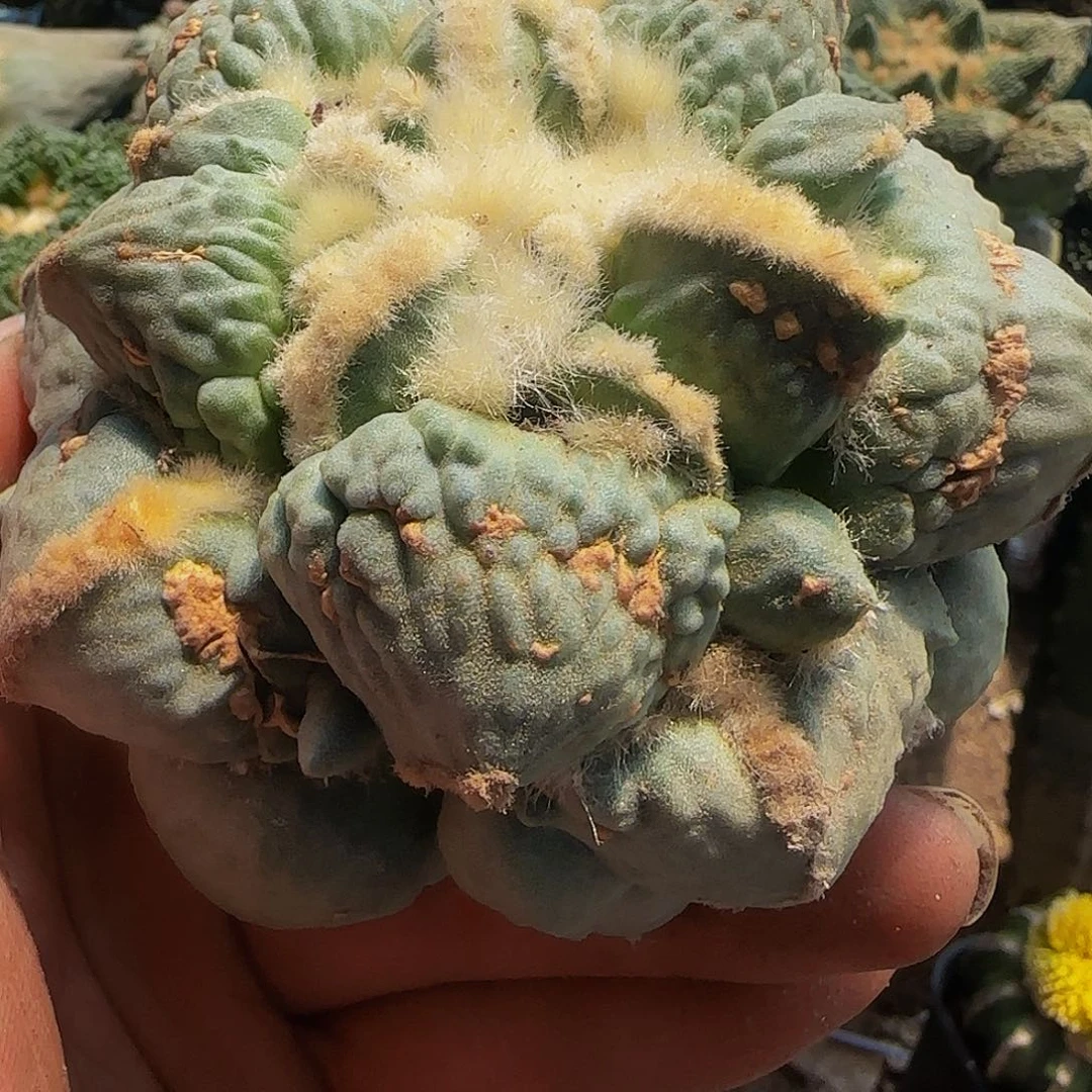 大蛋怒086微瑕疵的