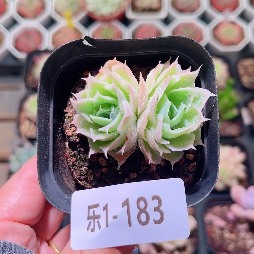 乐然1-183 蓝丝绒