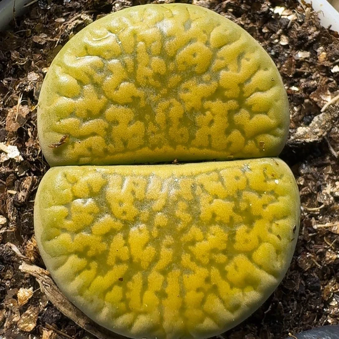 生石花等植物111111。 160