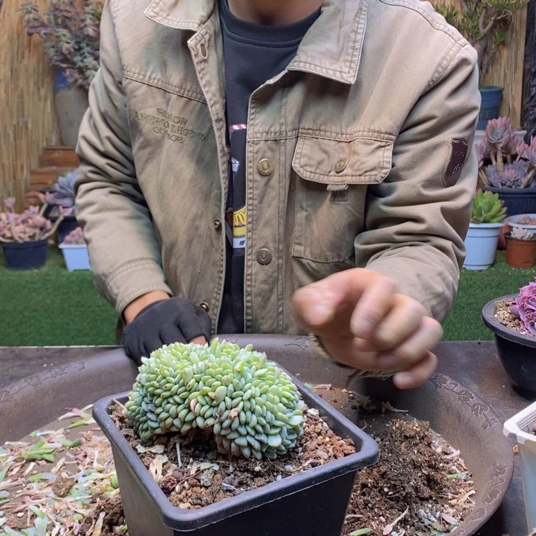 嗨*A31号白胖子缀多肉