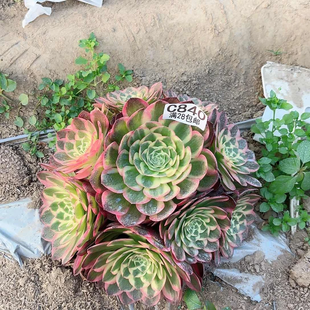 N. 840海王多肉，112222