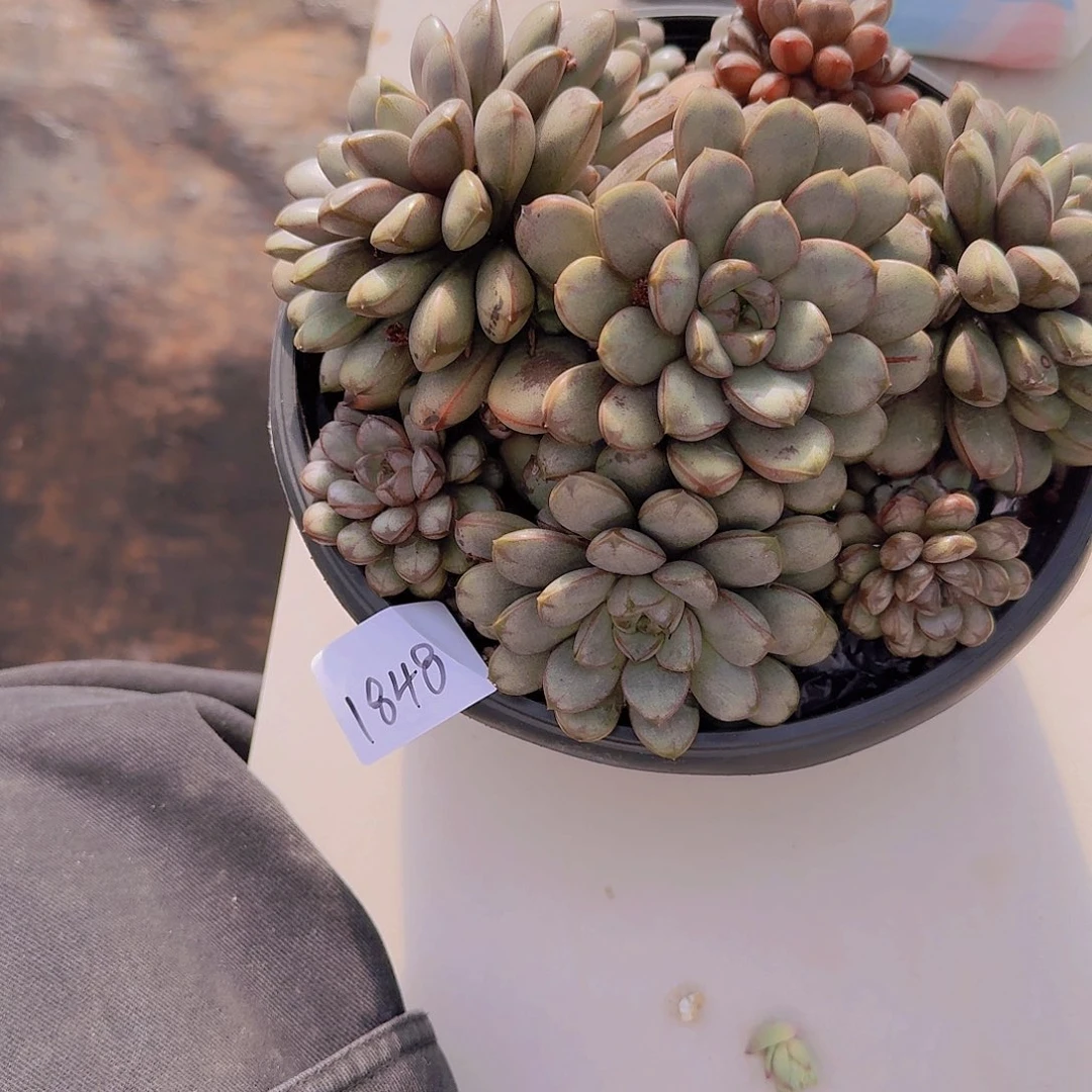 1848葡萄多肉植物