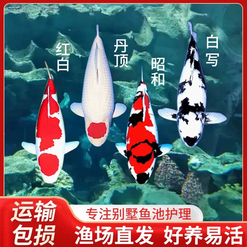 7条锦鲤鱼好养耐活冷水观赏鱼