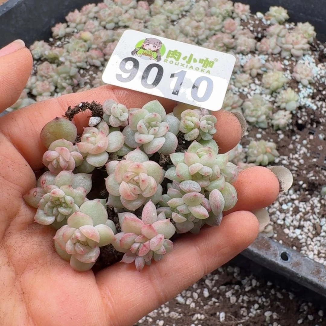 蓝***️多肉植物多肉植物