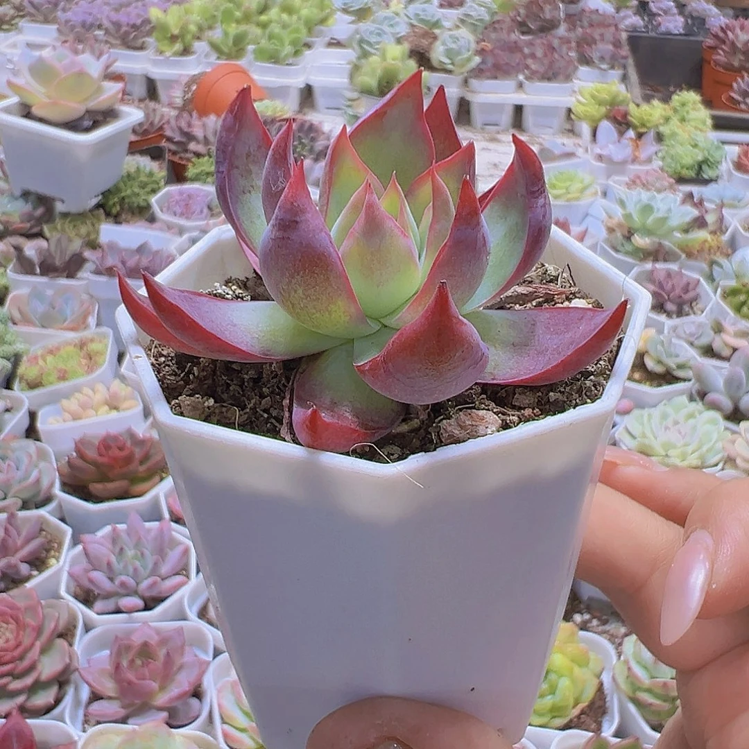 8角盆惊鸿19包邮多肉植物