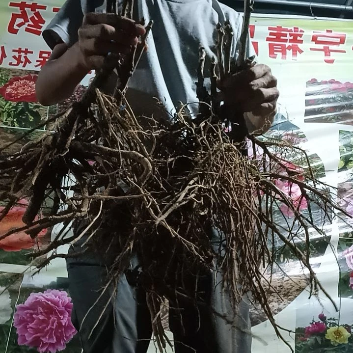 当前无花栽培后可以开花4棵牡丹苗