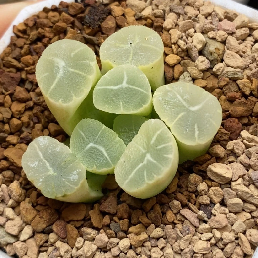 20糊斑万象多肉植物