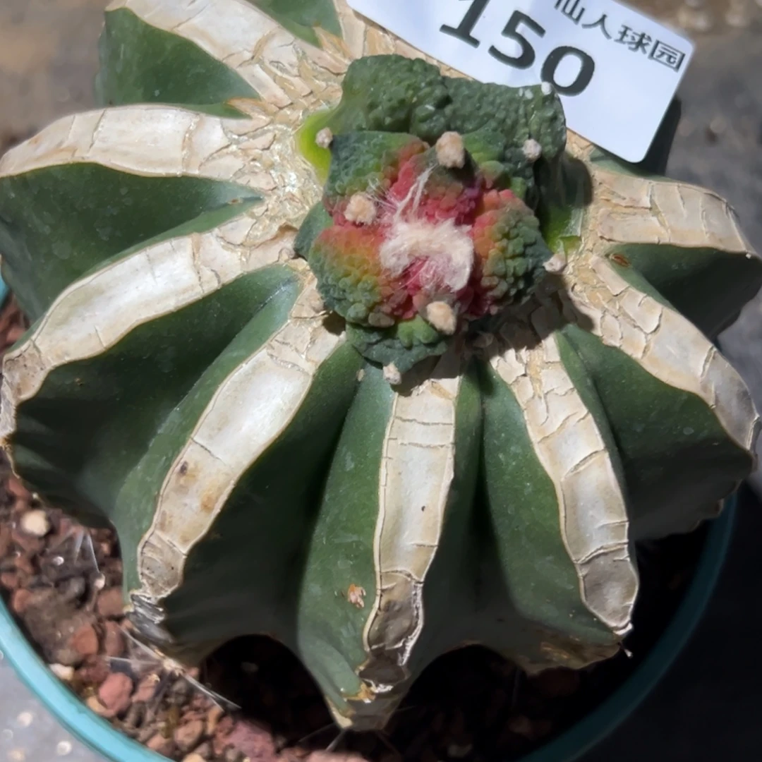 黄***卷150 仙人球的比赛将