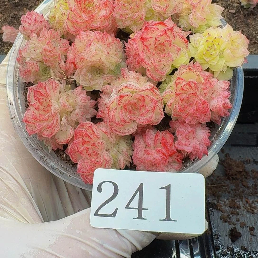 多肉植物多肉植物241