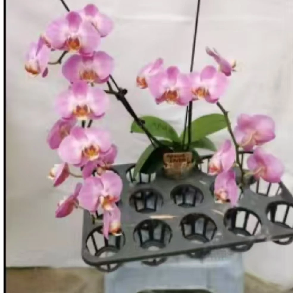 2.8寸（粉色乱苗）蝴蝶兰不带花剑苗子发货