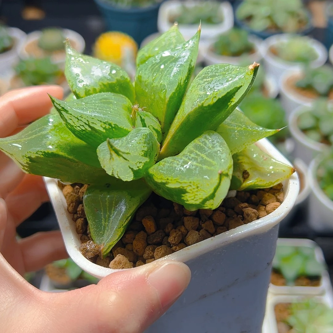 万象盆裹班若玉露多肉植物一颗