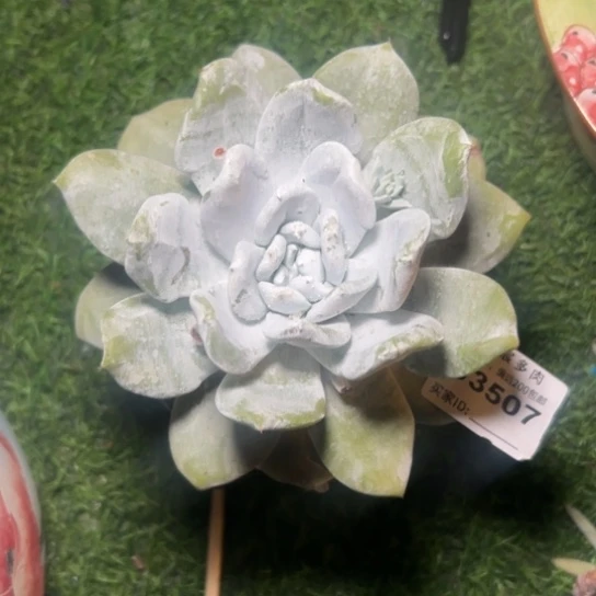 @***姐谢谢姐姐～一物一拍3507