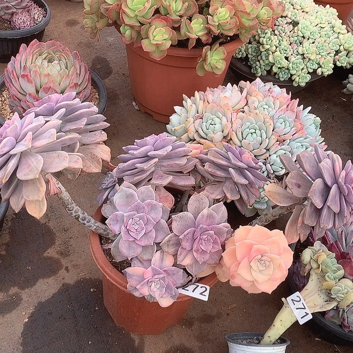 272紫乐锦一物一拍多肉