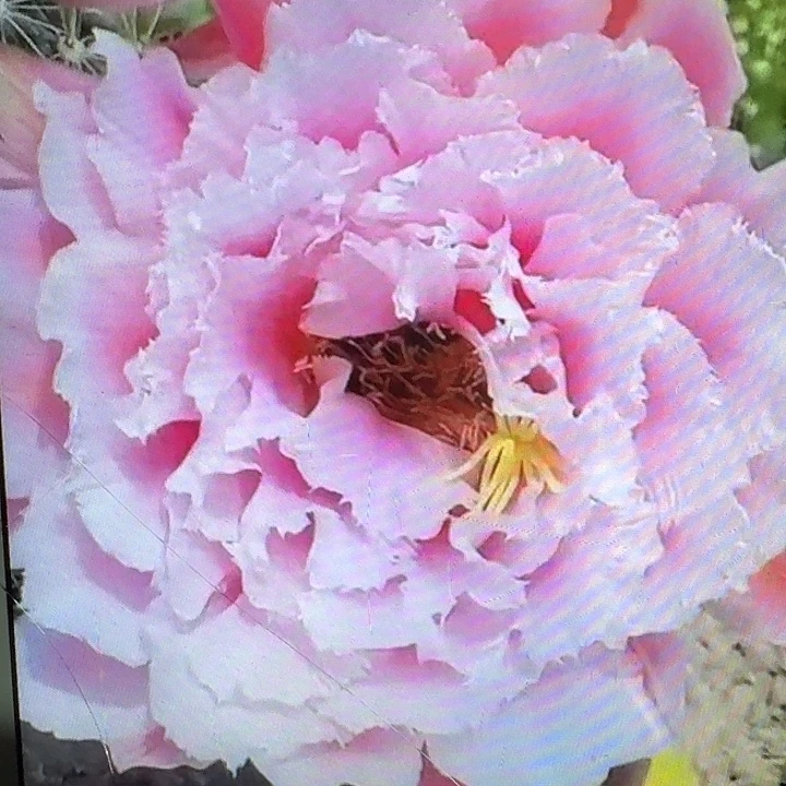 大仙女侧芽5公分左右毛花柱（20包邮）