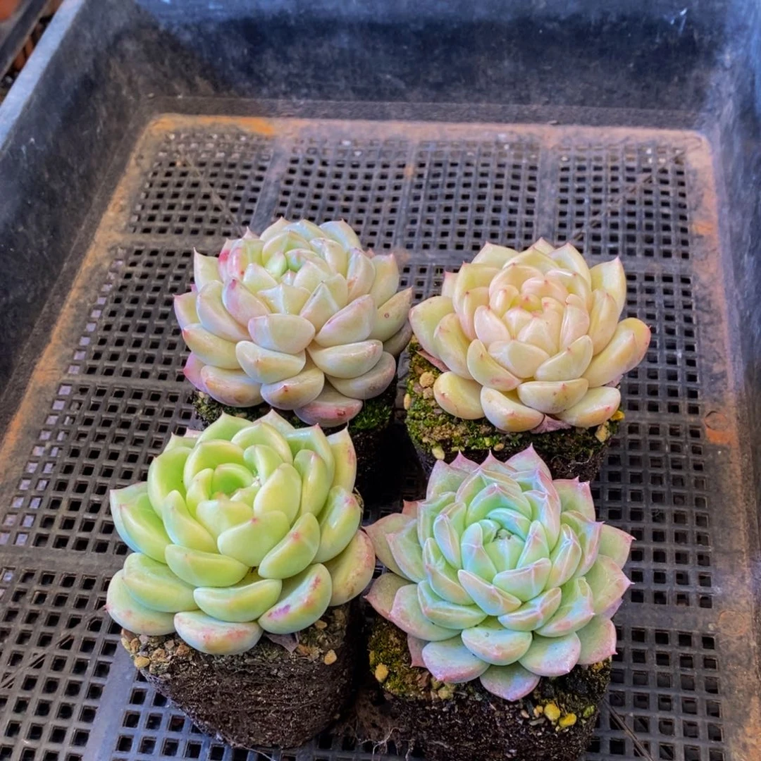 564多肉植物保护研究所所长助理