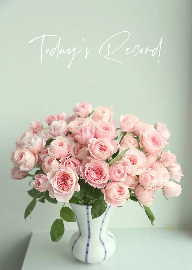 【玉脂】多头玫瑰花