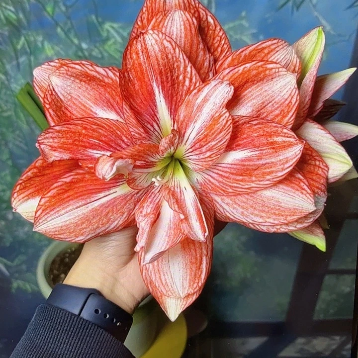 美丽舞者直径5+基地球