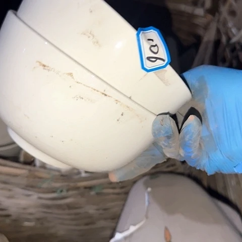 瓷片106号15.5厘米一个带标黑天鹅