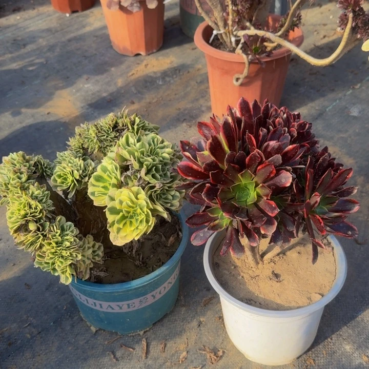 迈巴赫欧嘉莉特价默认微瑕03