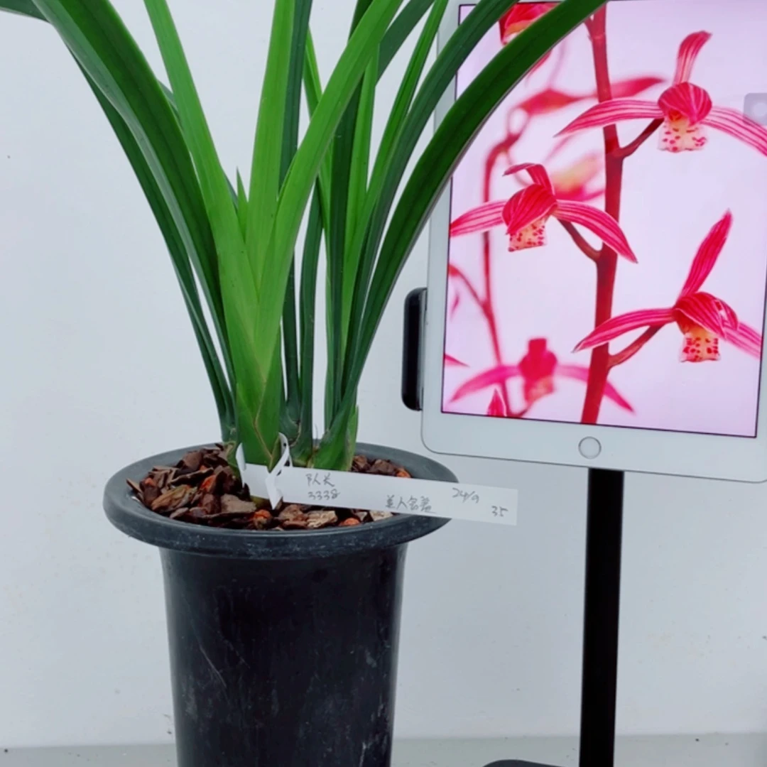 【闪购商品】无花朵队*