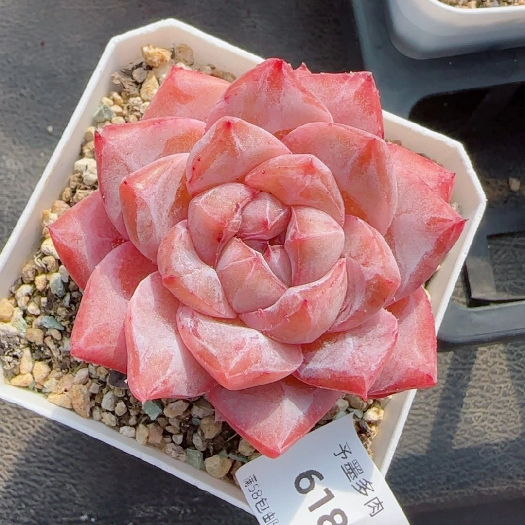 粉钻，6189多肉植物