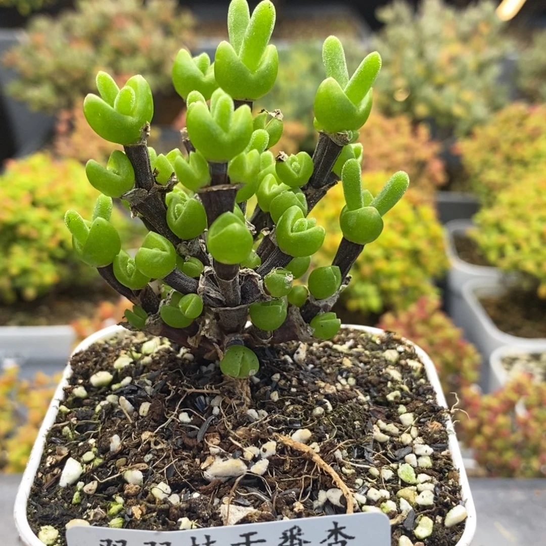 345枝杆兔子。