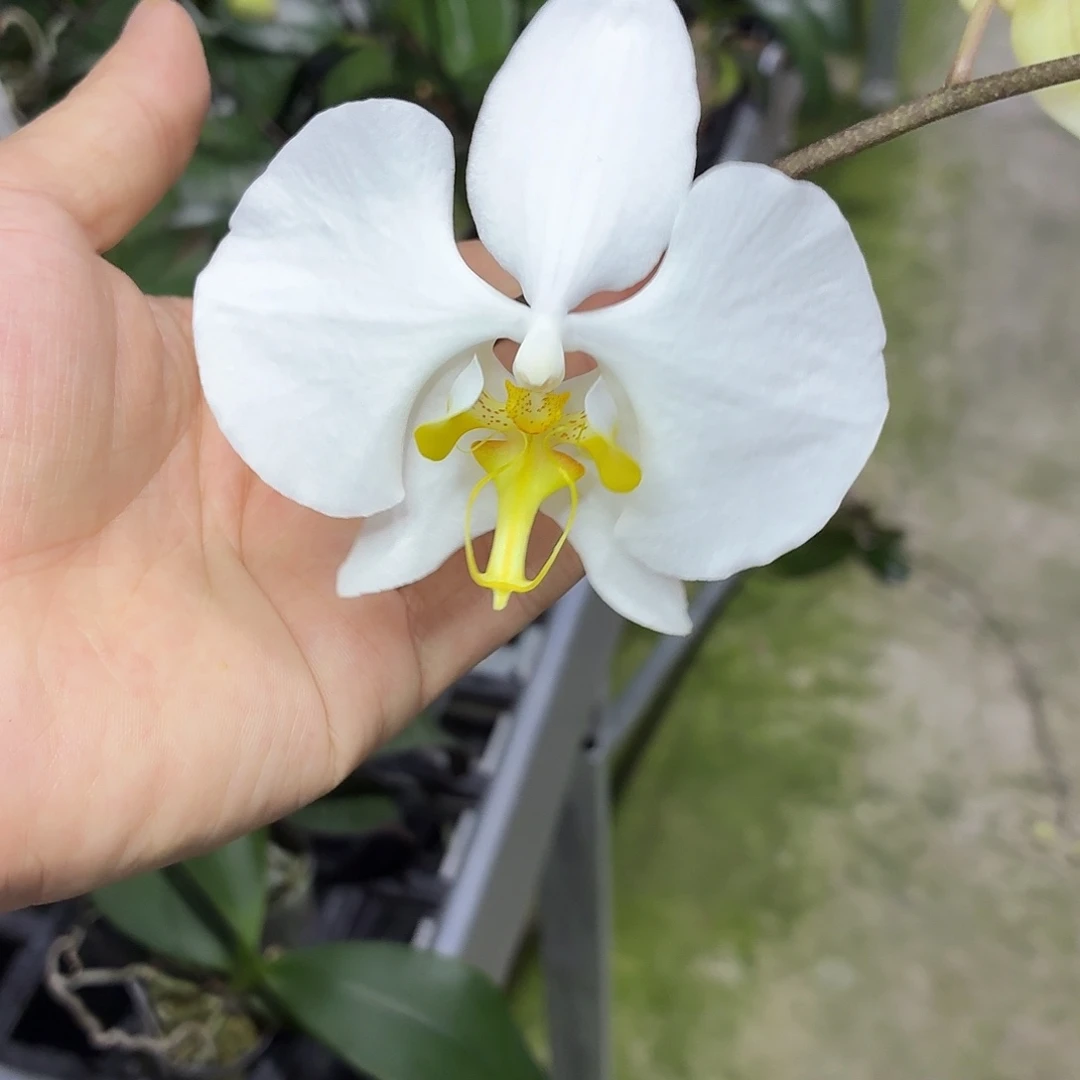 当前无花朵，栽培后可花朵A1185苏啦威西寸嬷