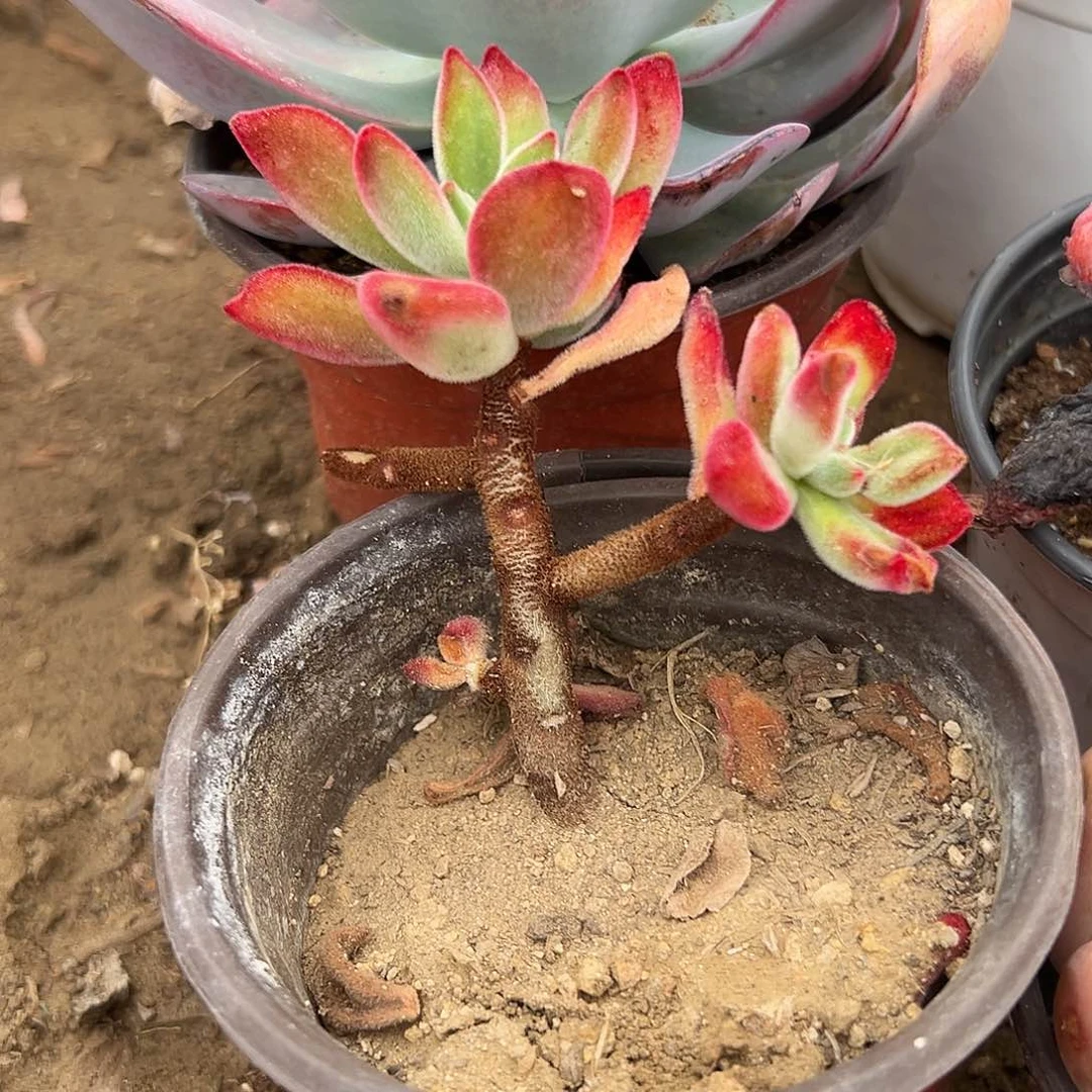 多肉植物多肉植物