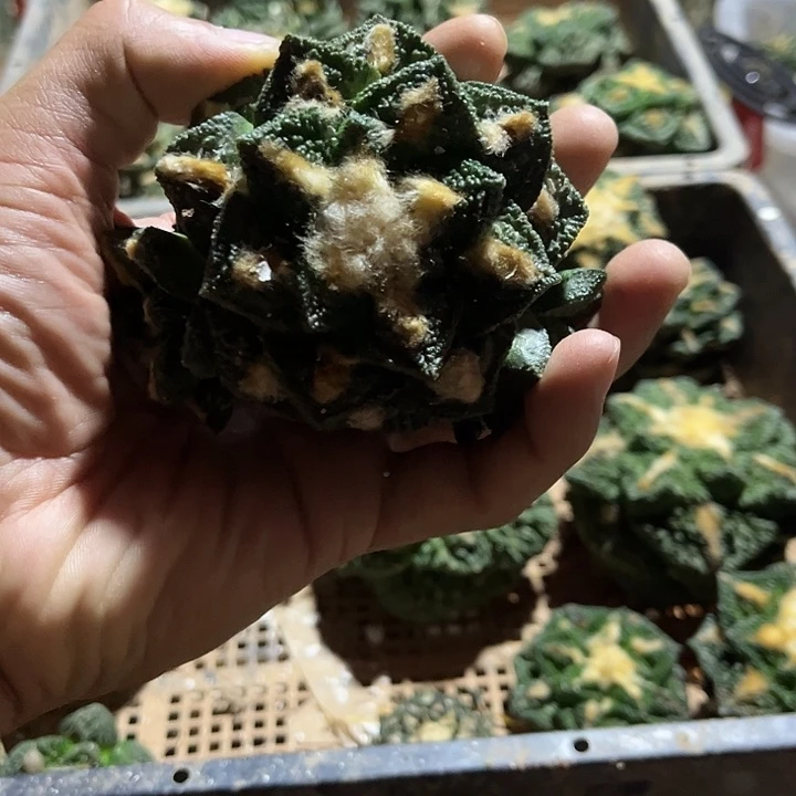 苗接辛顿牡丹一颗