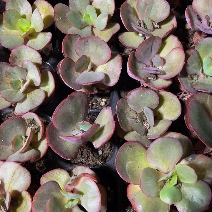 小秀妍1元带土发